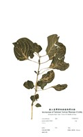 藏品(洋莧(酒丹參))的圖片